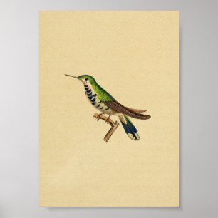 Affiches Vert 1830 bleu d'impression de colibri de cru