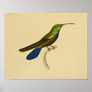 Affiches Vert 1830 bleu d'impression de colibri de cru