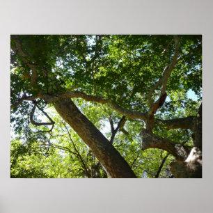 Affiches Vert de la nature de l'érable sycomore