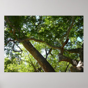 Affiches Vert de l'arbre sycomore Nature