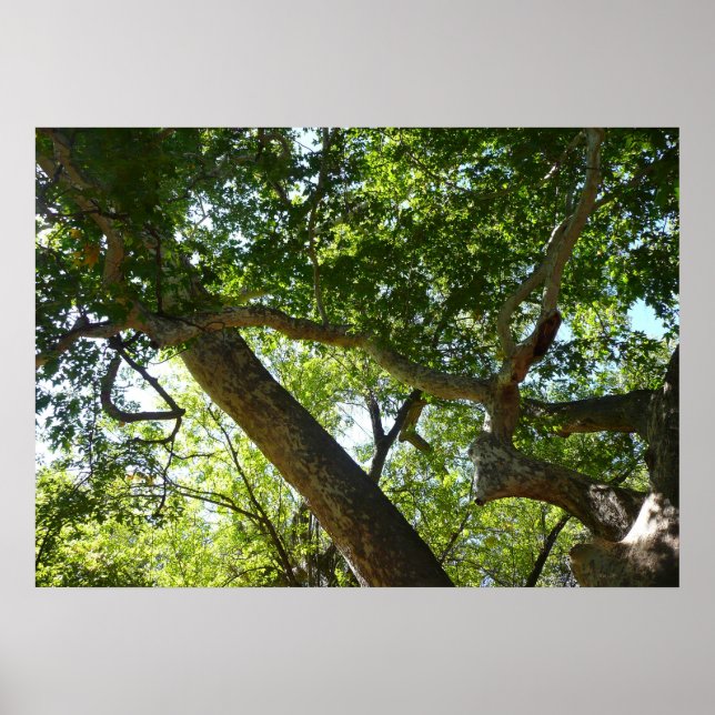 Affiches Vert de l'arbre sycomore Nature (Devant)