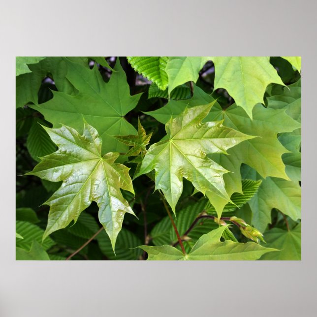 Affiches vert du printemps (Devant)
