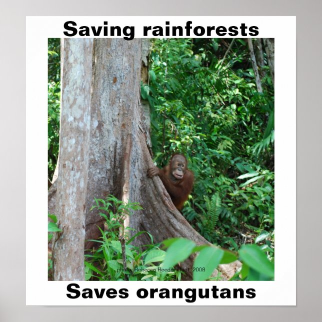 Affiches Vert pour les forêts tropicales et les orangs-outa (Devant)