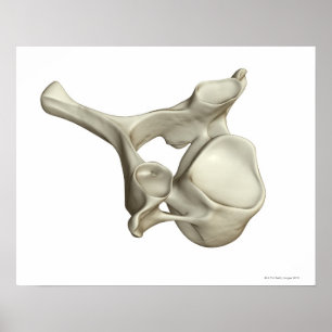 Affiches Vertébra cervical