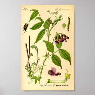 Affiches Vetch printanière (Lathyrus vernus)