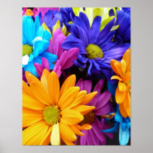 Affiches Vibrant Gerbera Daisy