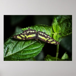 Affiches Vibrant Green Print