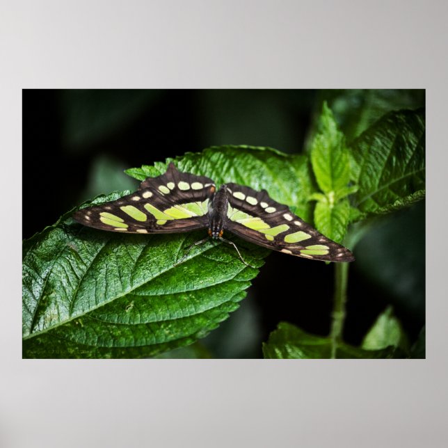 Affiches Vibrant Green Print (Devant)