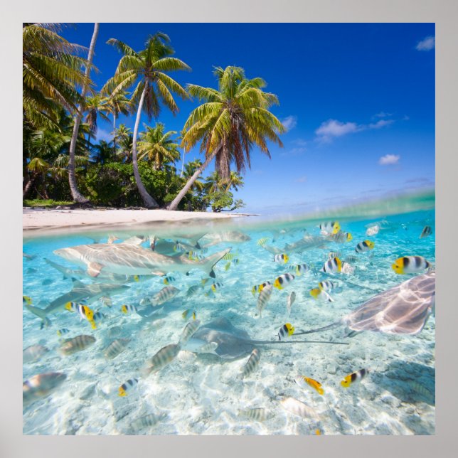 Affiches Vie sous-marine (Devant)