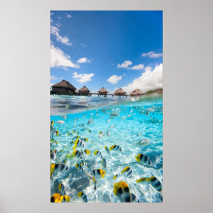Affiches Vie sous-marine