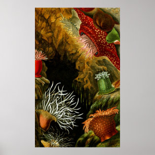 Affiches Vie Sous-Marine Huit Sur Dix