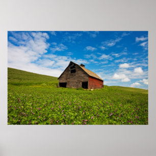 Affiches Vieille grange rouge dans un champ de pois chiches