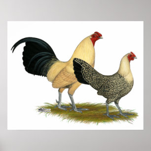 Affiches Vieilles renoncules crèmes anglaises