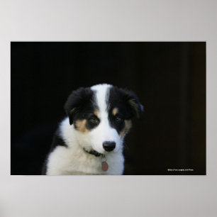 Affiches Vieux chiot de border collie de 12 semaines