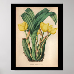 Affiches Vieux Vintage Orchidée Fleur Imprimer Jaune