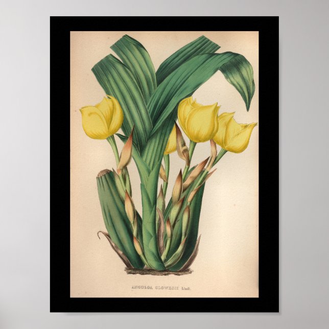 Affiches Vieux Vintage Orchidée Fleur Imprimer Jaune (Devant)