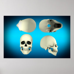 Affiches View Of Human Skull From Different Angles