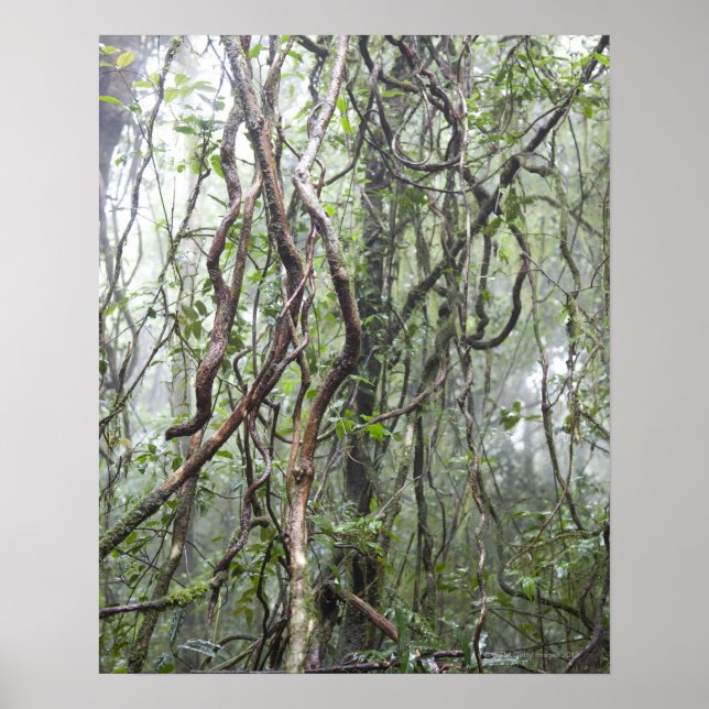 Affiches vigne et branches tordues dans la forêt tropicale (Devant)