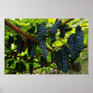Affiches Vignes à raisins