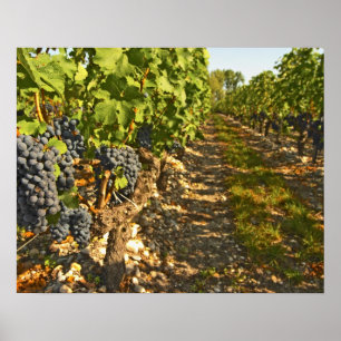 Affiches vignes de Cabernet Sauvignon alignées dans le