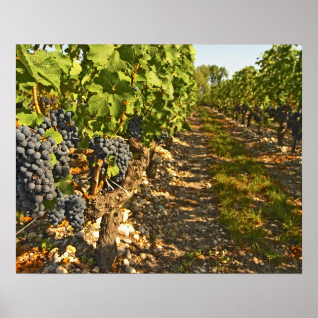 Affiches vignes de Cabernet Sauvignon alignées dans le (Devant)
