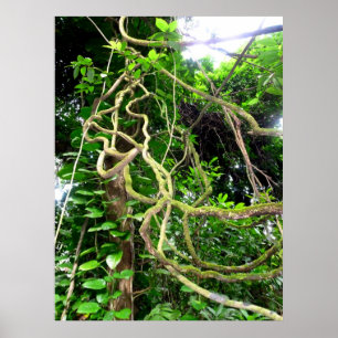 Affiches Vignes de jungle