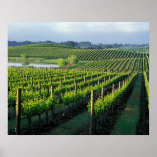 Affiches Vignes en rangées nettes dans le Napa en Californi
