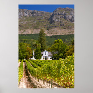 Affiches Vignoble, Cap, Western Cape, Afrique du Sud 2