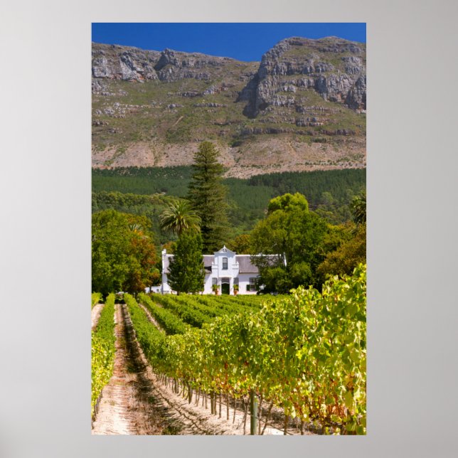 Affiches Vignoble, Cape Town, Western Cape, Afrique du Sud  (Devant)