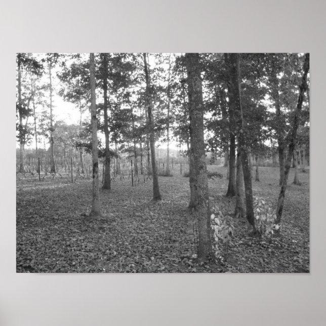 Affiches Vignoble du Tennessee (Devant)