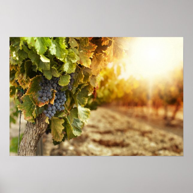 Affiches Vignobles Au Coucher Du Soleil (Devant)