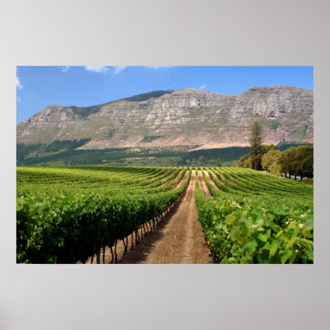 Affiches Vignobles du domaine viticole Groot Constantia (Devant)