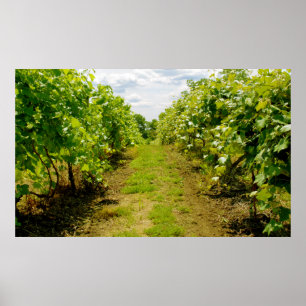 Affiches Vineyard