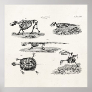 Affiches Vintage 1800s Animal Skeletons Antique Anatomie