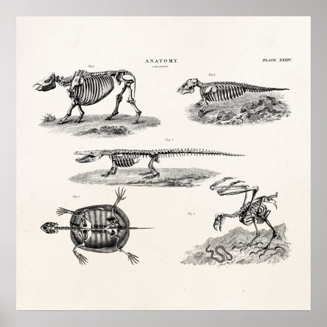 Affiches Vintage 1800s Animal Skeletons Antique Anatomie (Devant)