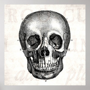 Affiches Vintage 1800s Crâne Rétro Anatomique Anatomique vi