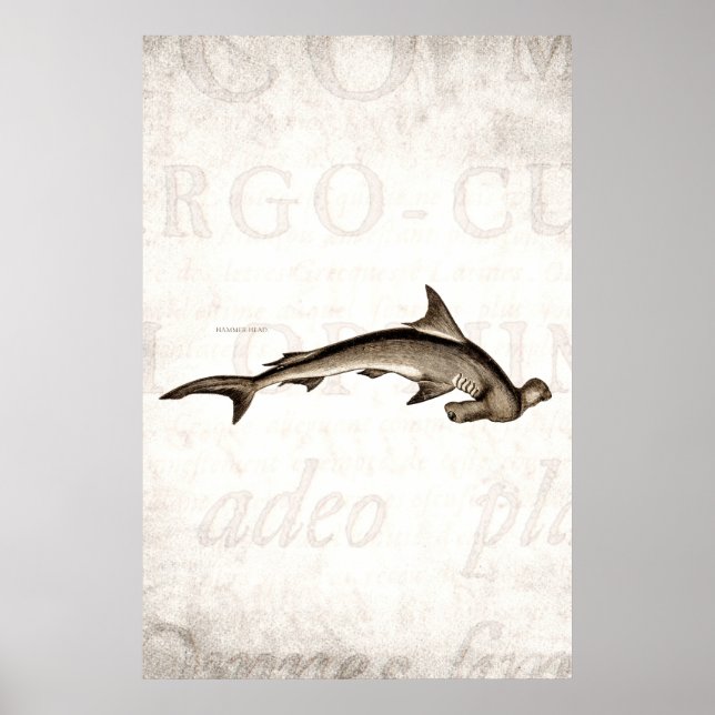 Affiches Vintage 1800s Hammerhead Shark Old Hammer Head (Devant)
