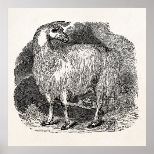 Affiches Vintage 1800s Llama Retro Alpaca Llamas Modèle