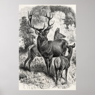 Affiches Vintage 1800s Red Deer Illustration Stag Doe Fawn