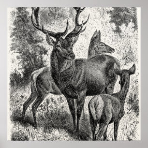 Affiches Vintage 1800s Red Deer Illustration Stag Doe Fawn