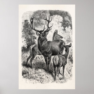 Affiches Vintage 1800s Red Deer Illustration Stag Doe Fawn