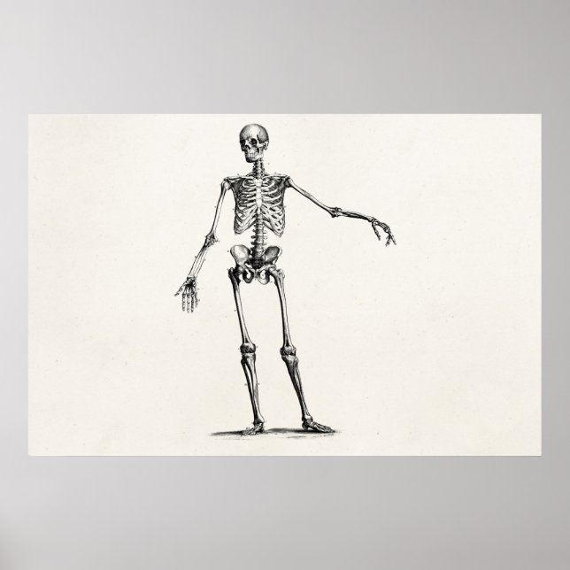 Affiches Vintage 1800s Skeleton Retro Anatomy Skeletons (Devant)