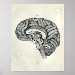 Affiches Vintage 1805 Surface médiane du cerveau anatomique