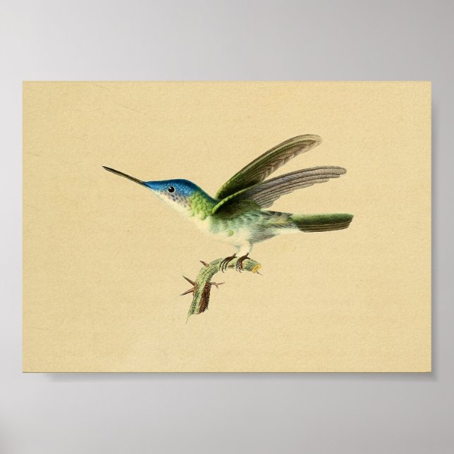 Affiches Vintage 1830 Colibri Imprimer bleu vert (Devant)