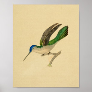 Affiches Vintage 1830 Colibri Imprimer bleu vert