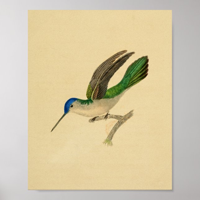 Affiches Vintage 1830 Colibri Imprimer bleu vert (Devant)