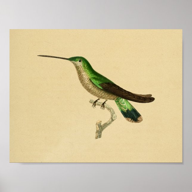 Affiches Vintage 1830 Hummingbird Imprimer bleu vert (Devant)