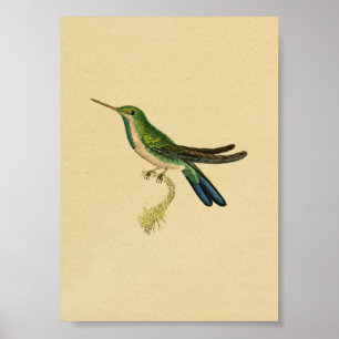 Affiches Vintage 1830 Hummingbird Imprimer bleu vert