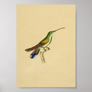 Affiches Vintage 1830 Hummingbird Imprimer rouge bleu