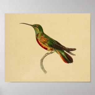 Affiches Vintage 1830 Hummingbird Imprimer rouge vert